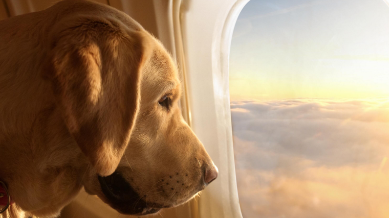 En esta aerolínea los perros no viajan en transportín sino sueltos y cómodos en los sillones