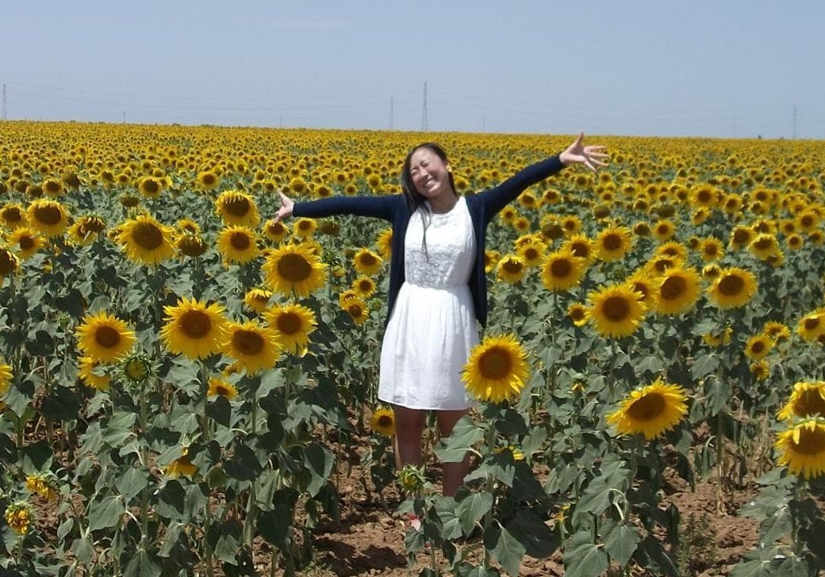 El turismo procedente de Asia, sobre todo de Japón y China, aprecia de una manera especial estos campos de girasoles