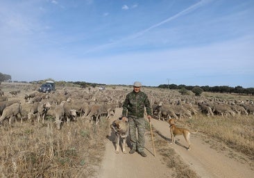 El pastor que recorre 600 km a pie de Cáceres a León con 1.550 ovejas