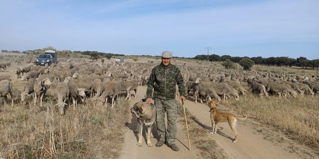 El pastor que recorre 600 km a pie de Cáceres a León con 1.550 ovejas