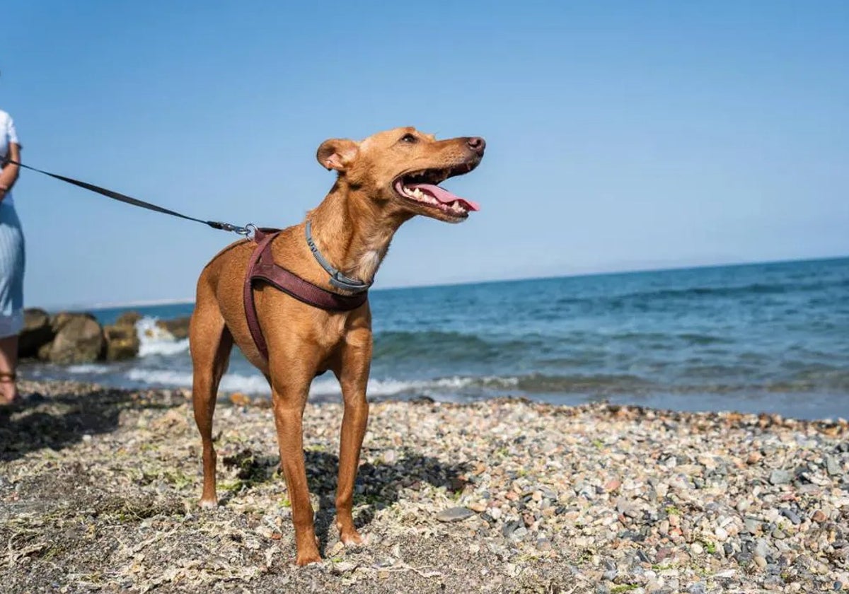 Un perro la playa canina El Bobar de Almería capital