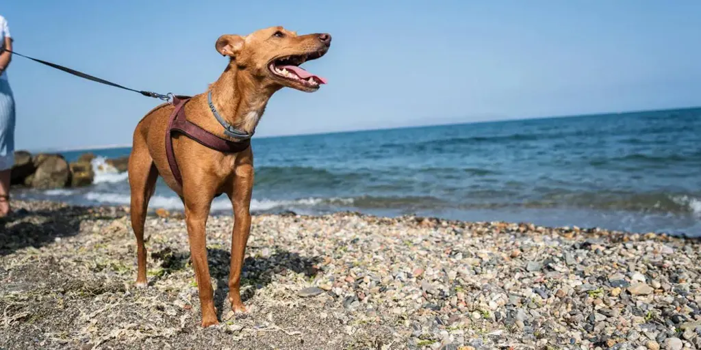 Las mejores playas de Andalucía que admiten perros