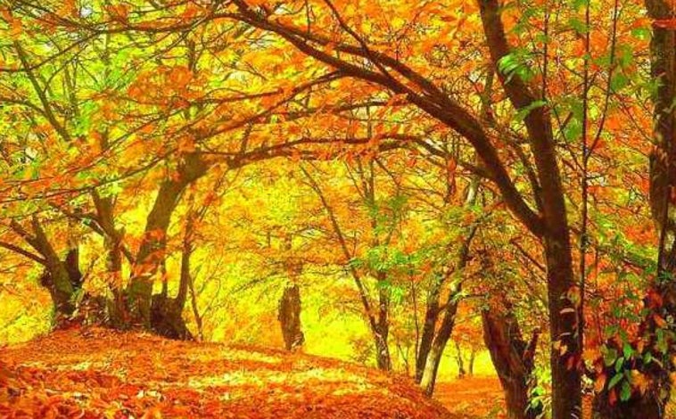 Imagen principal - Estampa del paisaje del Bosque de Cobre en el Valle del Genal