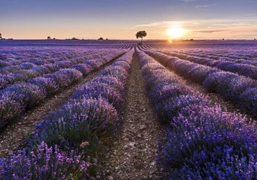 El mes mágico del pueblo de la lavanda: qué ver en Brihuega