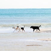 La playa para perros de Matalascañas ya es una realidad: esta es su ubicación