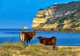 Estas son las playas de Cádiz en las que se pueden ver vacas tomando el sol