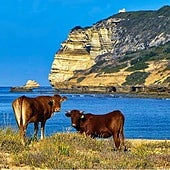 Estas son las playas de Cádiz en las que se pueden ver vacas tomando el sol