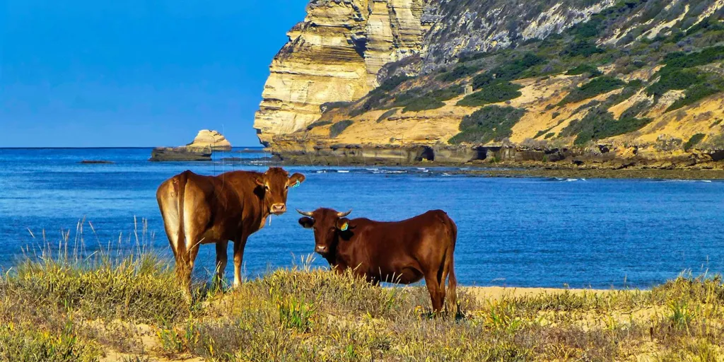 Estas son las playas de Cádiz en las que se pueden ver vacas tomando el sol