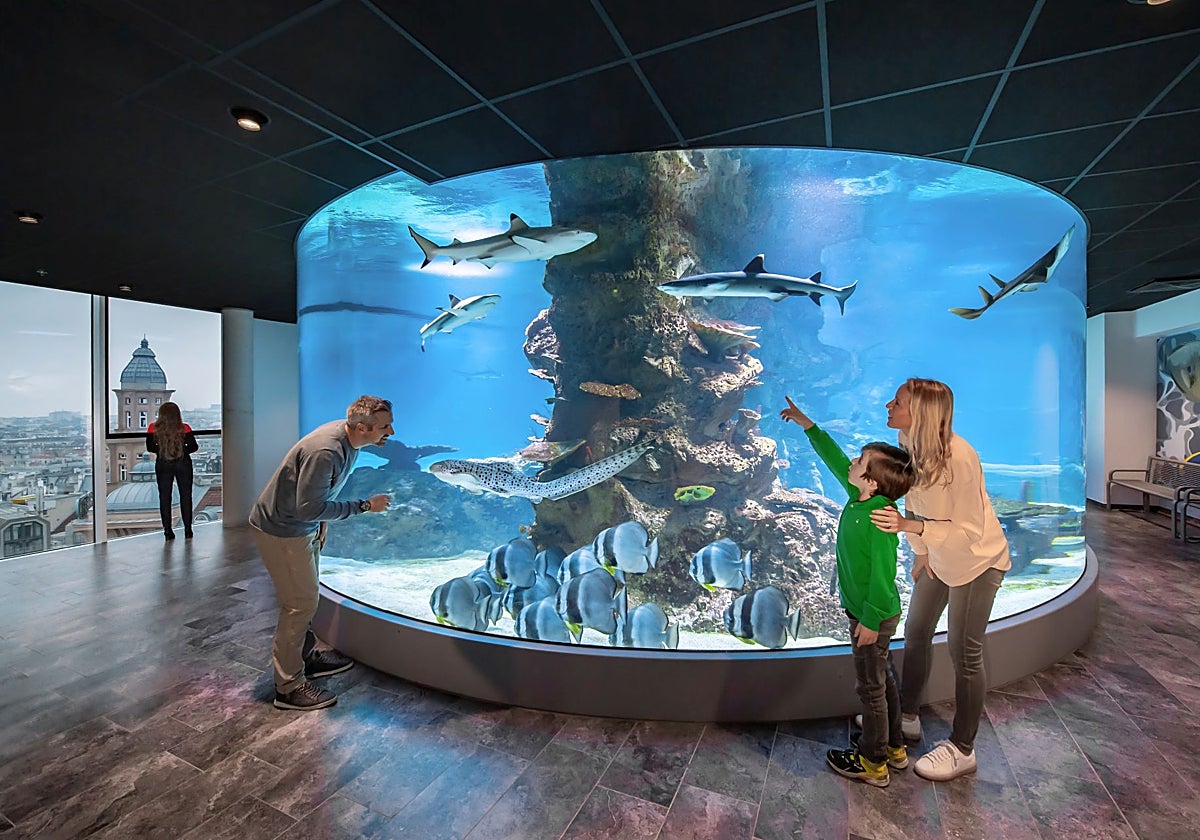 Tanque de tiburones de la Casa del Mar