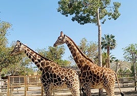 La reserva natural más bonita de Andalucía esconde jirafas y rinocerontes en un desierto