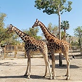 La reserva natural más bonita de Andalucía esconde jirafas y rinocerontes en un desierto