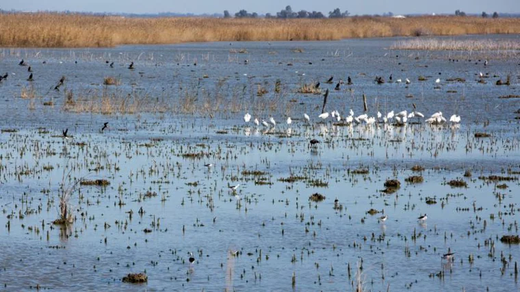 El Brazo del Este está declarado como Zona de Especial Protección para las Aves