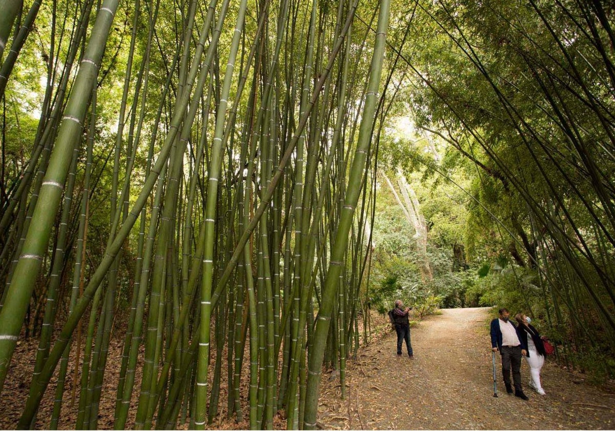 Bosque de bambú en el Jardín de la Concepción de Málaga