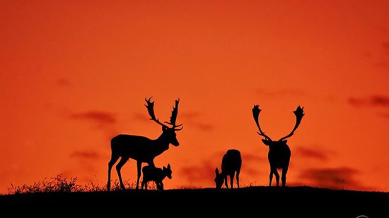 Gamos al atardecer