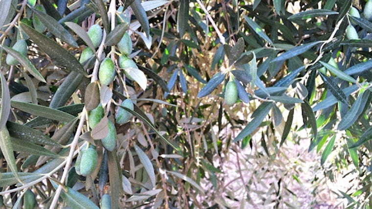 Aceitunas del Olivo de Fuentebuena