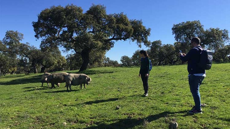 Visitantes observan la crianza del cerdo en la Sierra de Aracena y Picos de Aroche