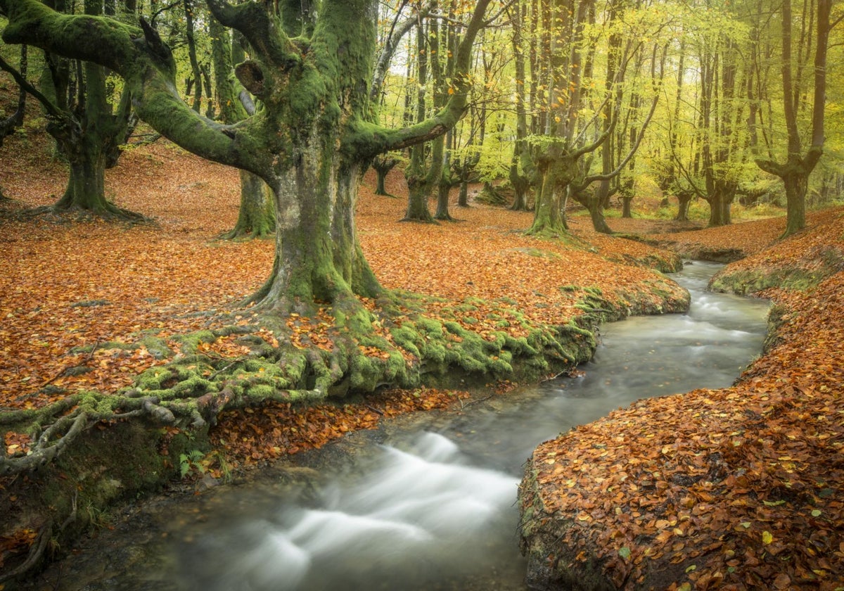 Hayedo de Otzarreta, en el Parque Natural de Gorbeia