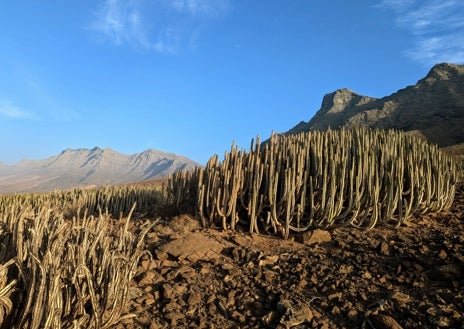 Imagen secundaria 1 - En la foto superior, Alice practica con las mazas en la playa de Cofete. Junto a estas líneas, el faro de Punta Jandía y el cardón de Jandía, arbustos pequeños que parecen cactus, con tallos cubiertos de grandes espinas, símbolo vegetal de Fuerteventura.