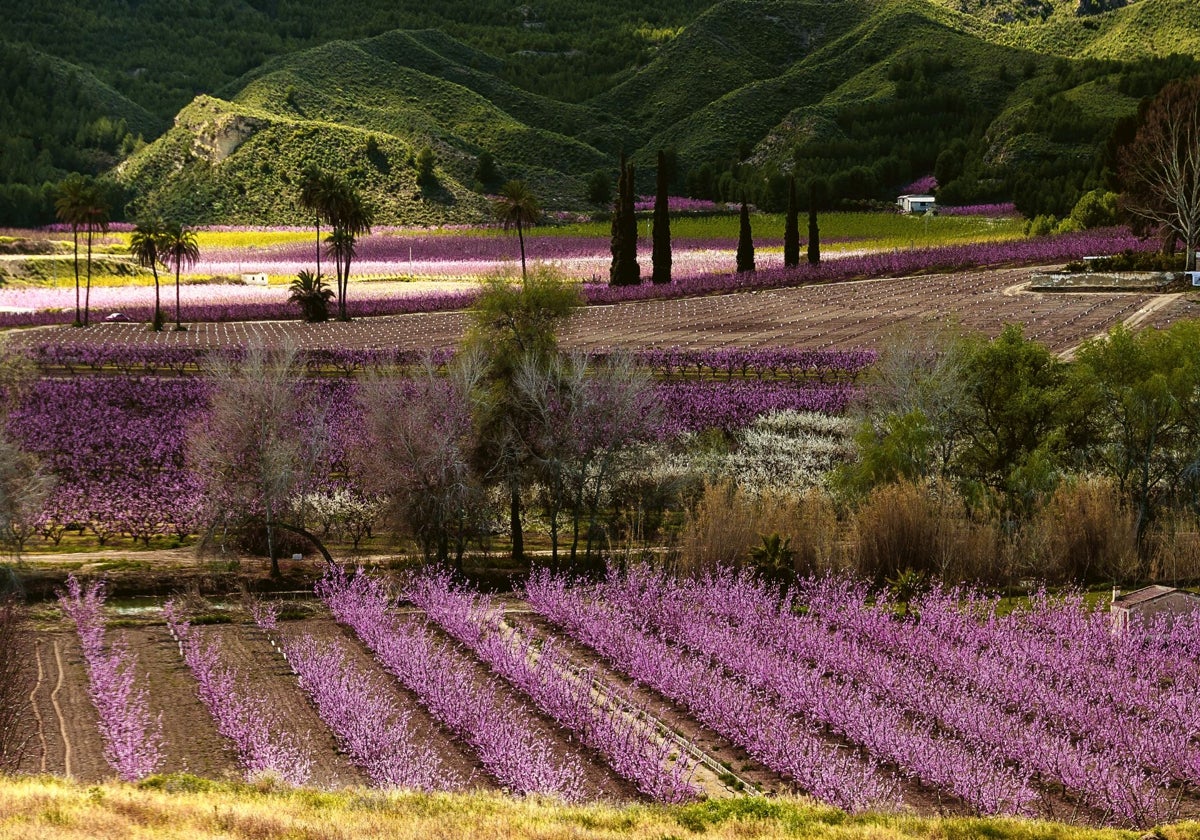 Floración del melocotón de Cieza