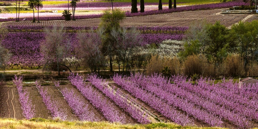 Cinco escapadas que hacer al estallido de las floraciones en los próximos días