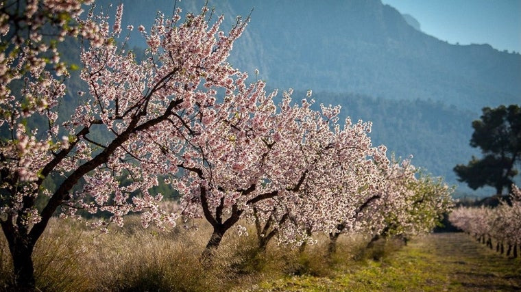 Floración del almendro en Mula