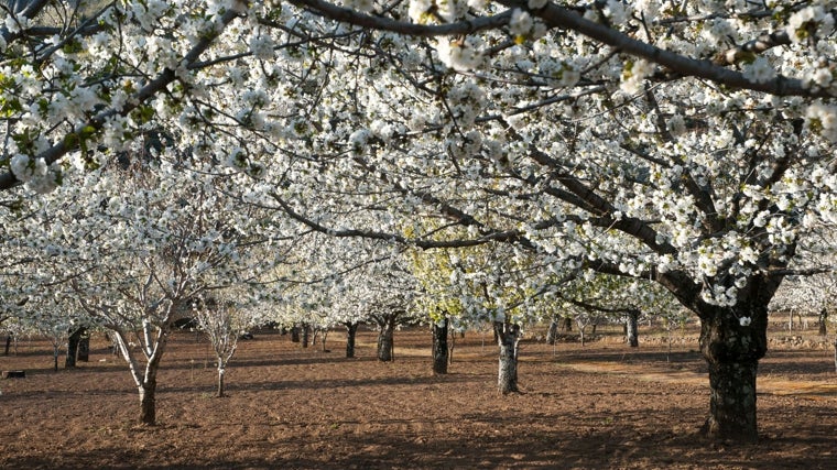 Cerezo en Flor en el Valle del Jerte