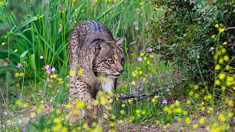 Lince ibérico en la Sierra de Andújar