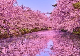 Parque de Hirosaki con los cerezos completamente florecidos