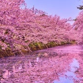 Parque de Hirosaki con los cerezos completamente florecidos