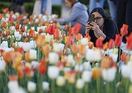 Dónde ver tulipanes en Madrid: la Plaza de Oriente se llena de color esta primavera