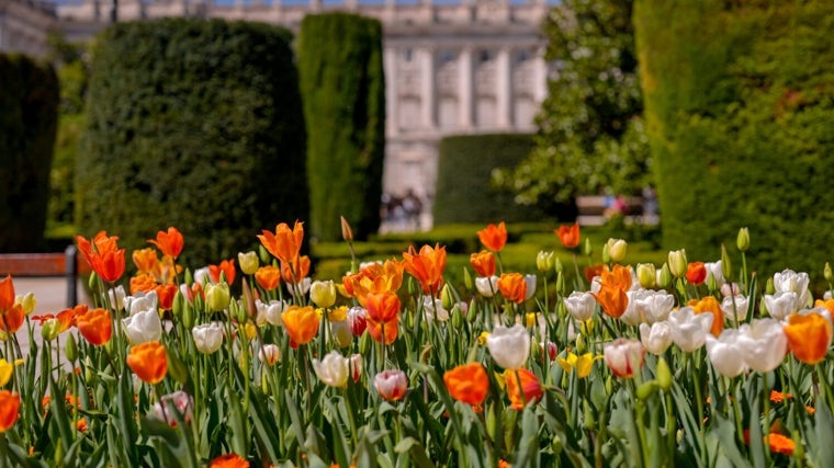 Los tulipanes son naranjas y blancos porque son los colores emblemáticos de la identidad neerlandesa