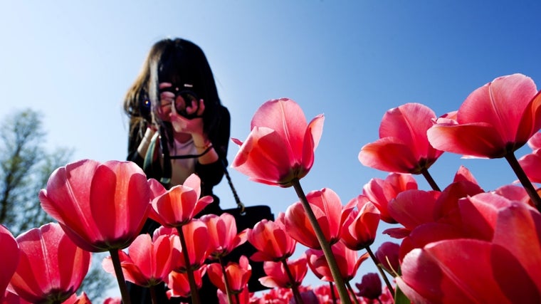 Imagen de archivo de una turista toma una foto de los coloridos campos de tulipanes en Lisse