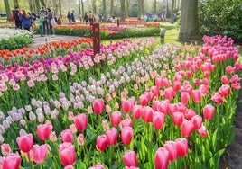 La ruta por Holanda para disfrutar de la floración de los tulipanes
