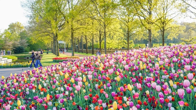 Tulipanes en el parque Keukenhof (Lisse).