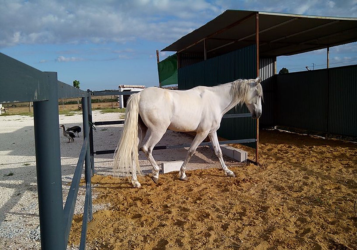 Caballo en el Camping complejo turístico Carlos III de La Carlota (Córdoba)