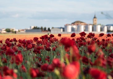 'El Mar Rojo de la Mancha': el sorprendente fenómeno natural en un pueblo de Ciudad Real
