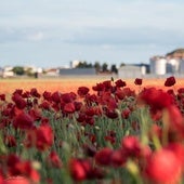 'El Mar Rojo de la Mancha': el sorprendente fenómeno natural en un pueblo de Ciudad Real
