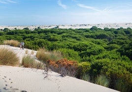 El Parque Natural de Doñana permite disfrutar de la naturaleza salvaje en toda su expresión