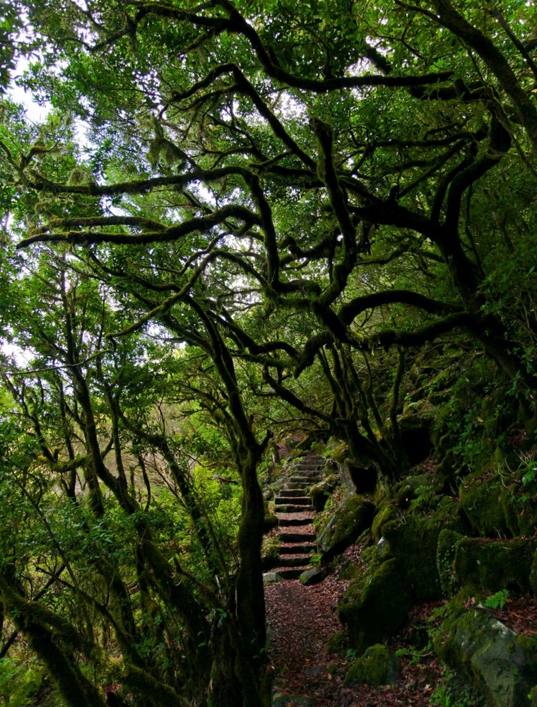 Bosque Laurisilva
