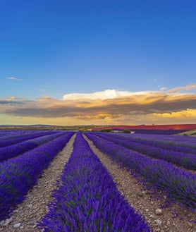 Imagem secundária 2 - Impressões dos campos de lavanda encontradas em Caleruega
