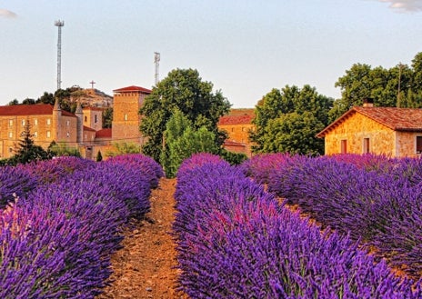 Imagem secundária 1 - Impressões dos campos de lavanda encontradas em Caleruega