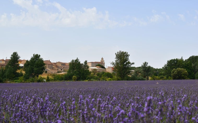 Imagem principal - Cilleruelo com seus campos de lavanda (acima); Igreja de Santa María de la Torre (abaixo à esquerda); caminhada pelos campos de lavanda (abaixo à direita)
