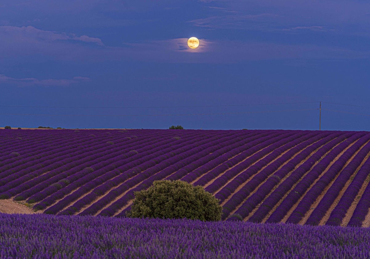 Anochecer sobre los campos de lavanda en Caleruega
