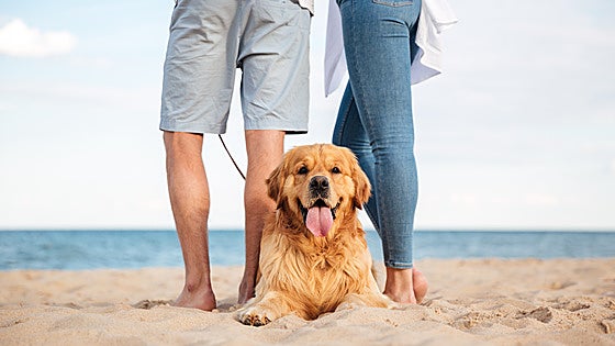 Cinco playas de la costa española para disfrutar junto a tu perro