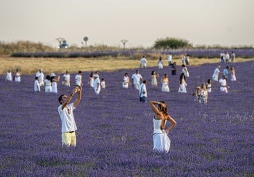 «Por favor, venid entre semana a ver los campos de lavanda»: Brihuega lanza un mensaje ante la avalancha de turistas