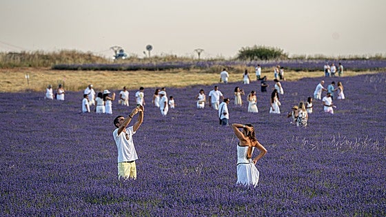«Por favor, venid entre semana a ver los campos de lavanda»: Brihuega lanza un mensaje ante la avalancha de turistas