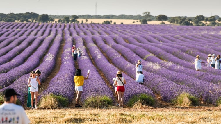 Cada mes de julio, en el municipio de Brihuega, conocido como el 'Jardín de la Alcarria', florecen miles de hectáreas de cultivos de lavanda y lavandín