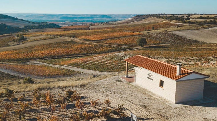 Las doscientas hectáreas de viñedos que Bodegas Emilio Moro tiene en la Ribera del Duero