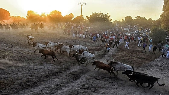 Los encierros de Cuéllar, la tradición taurina más antigua de España