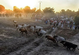 Los encierros de Cuéllar, la tradición taurina más antigua de España